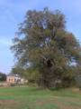 600 let starý strom