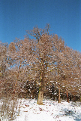 Ji Sitera photo gallery > Proda > Proda - zima > Listnat strom v zim